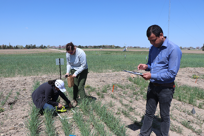 Cover Crop Initiative Project has first field day in western Nebraska